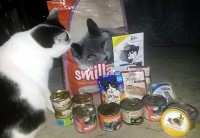 /album/fotogaleria-aj-poulicne-macky-mali-mikulasa/a1-jpg1/