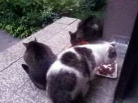 /album/fotogaleria-aj-poulicne-macky-mali-mikulasa/a2-jpg2/