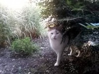 /album/fotogaleria-aj-poulicne-macky-mali-mikulasa/a3-jpg1/