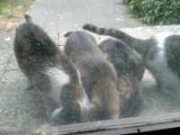 /album/fotogaleria-aj-poulicne-macky-mali-mikulasa/a4-jpg1/