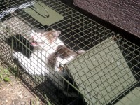 /album/fotogaleria-aj-poulicne-macky-mali-mikulasa/a5-jpg1/