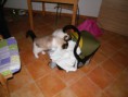 /album/fotogaleria-macky-a-tehotenstvo/macky-a-tehotenstvo-macacie-spektrum8-prvy-den-doma-jpg/